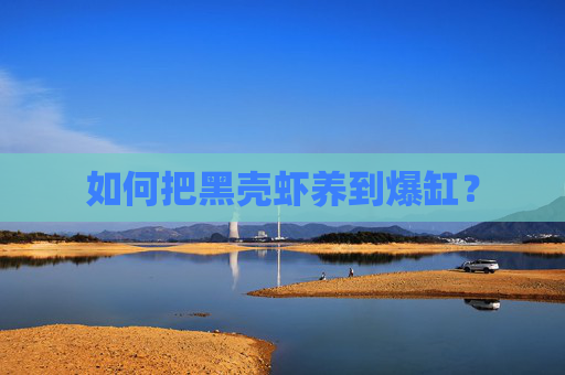 如何把黑壳虾养到爆缸？
