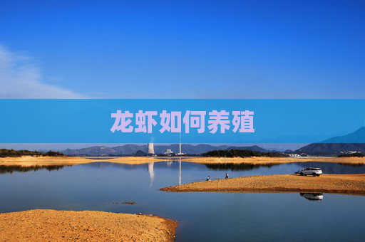 龙虾如何养殖