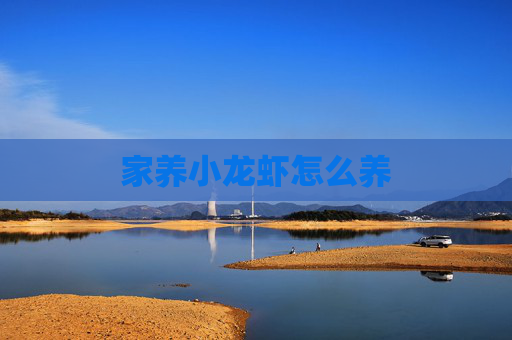 家养小龙虾怎么养