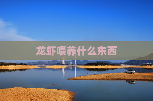 龙虾喂养什么东西
