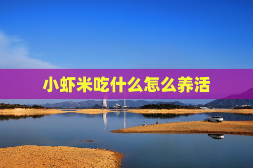 小虾米吃什么怎么养活