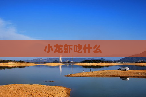 小龙虾吃什么