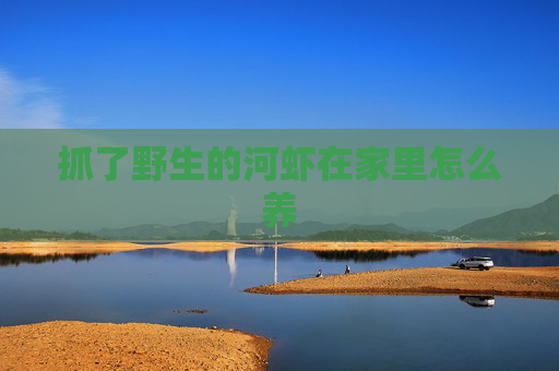 抓了野生的河虾在家里怎么养
