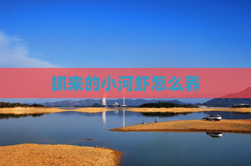 抓来的小河虾怎么养