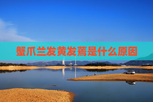 蟹爪兰发黄发蔫是什么原因