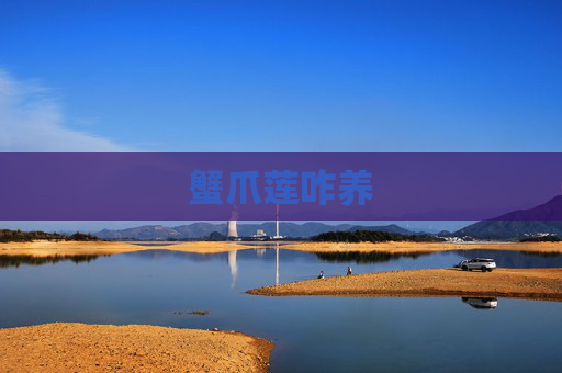 蟹爪莲咋养