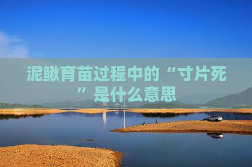 泥鳅育苗过程中的“寸片死”是什么意思