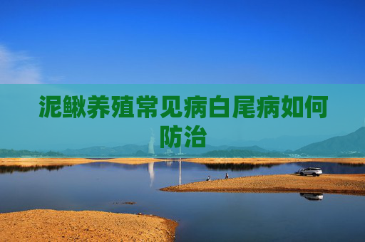 泥鳅养殖常见病白尾病如何防治