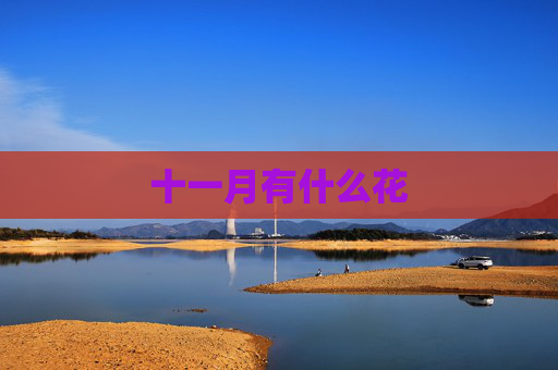 十一月有什么花
