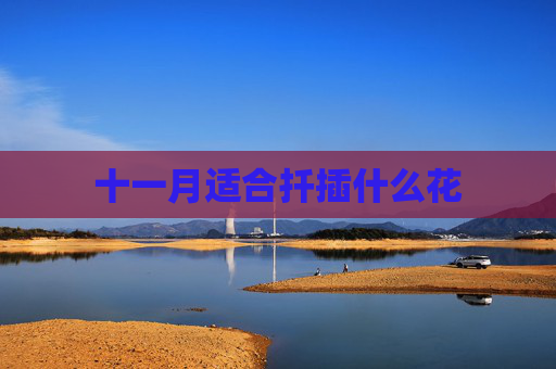十一月适合扦插什么花