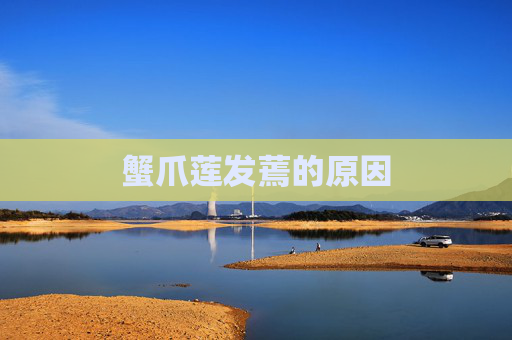 蟹爪莲发蔫的原因