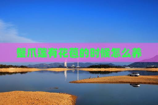 蟹爪莲有花苞的时候怎么养