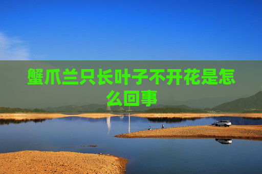 蟹爪兰只长叶子不开花是怎么回事