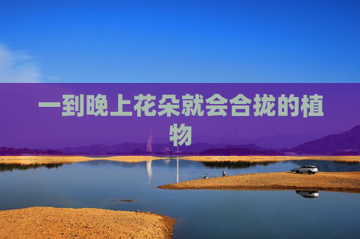 一到晚上花朵就会合拢的植物