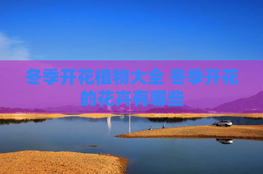 冬季开花植物大全 冬季开花的花卉有哪些