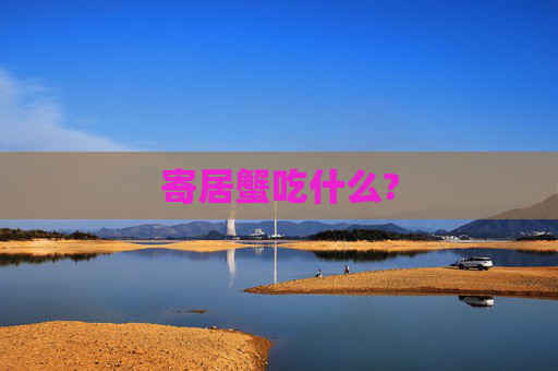 寄居蟹吃什么?