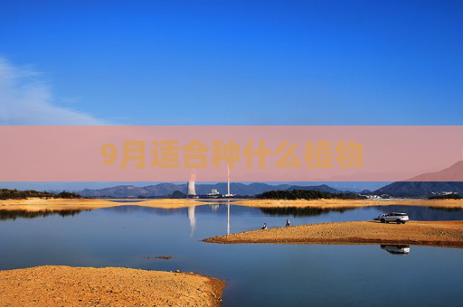 9月适合种什么植物
