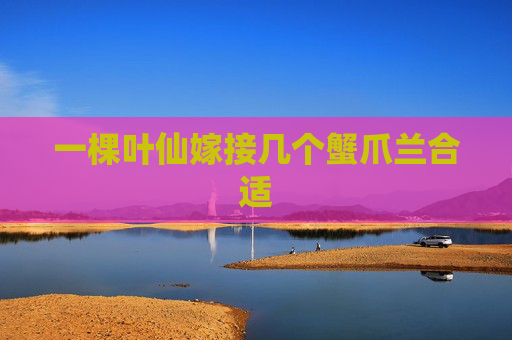 一棵叶仙嫁接几个蟹爪兰合适