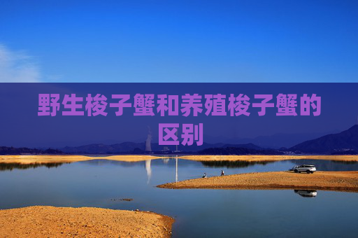 野生梭子蟹和养殖梭子蟹的区别