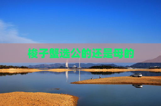梭子蟹选公的还是母的