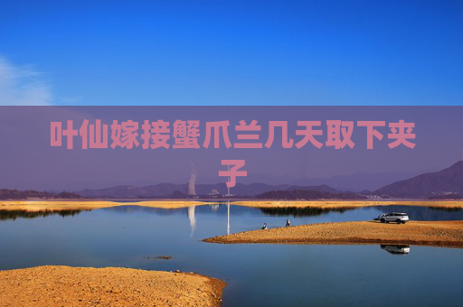 叶仙嫁接蟹爪兰几天取下夹子