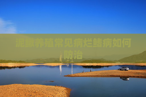 泥鳅养殖常见病烂鳍病如何防治