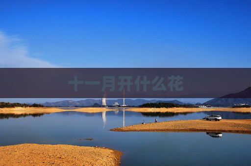 十一月开什么花