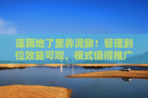 莲藕地了里养泥鳅！管理到位效益可观，模式值得推广