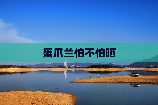 蟹爪兰怕不怕晒