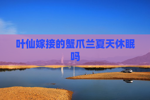 叶仙嫁接的蟹爪兰夏天休眠吗