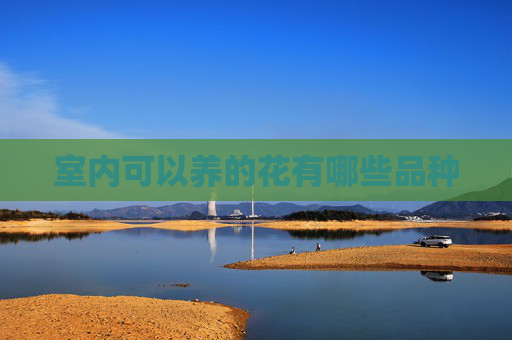 室内可以养的花有哪些品种