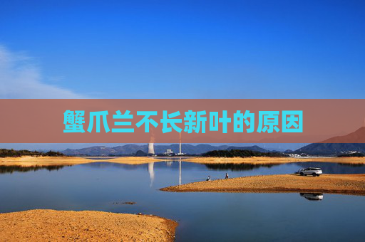 蟹爪兰不长新叶的原因