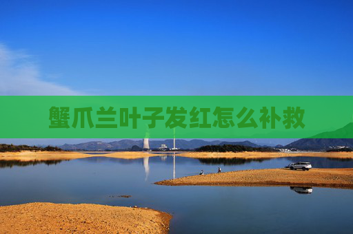 蟹爪兰叶子发红怎么补救