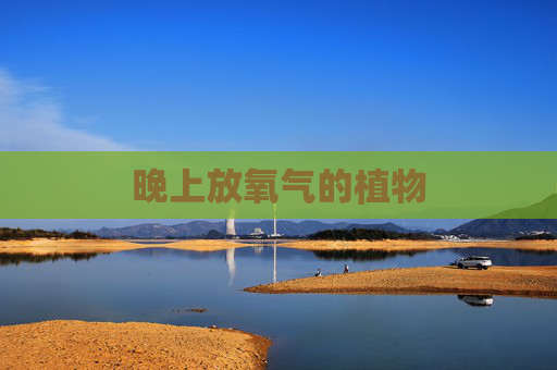 晚上放氧气的植物