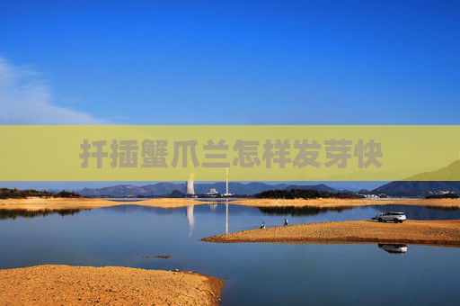 扦插蟹爪兰怎样发芽快