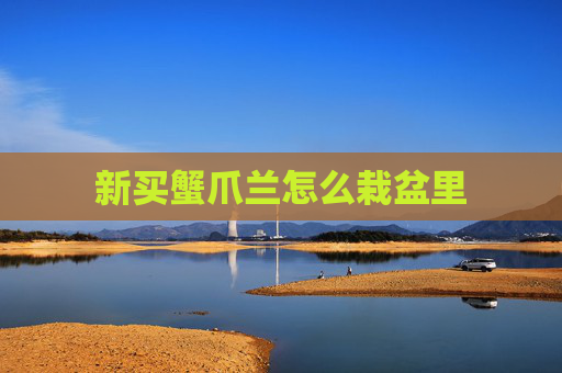 新买蟹爪兰怎么栽盆里