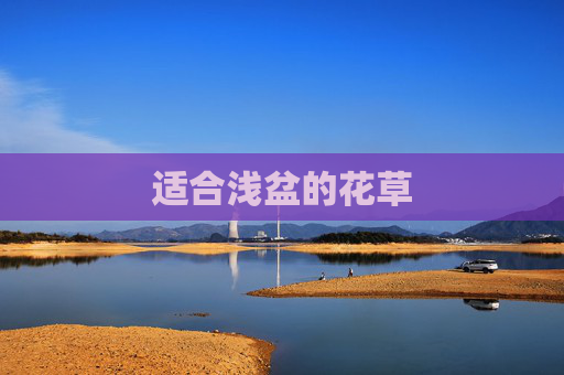 适合浅盆的花草
