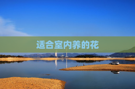 适合室内养的花