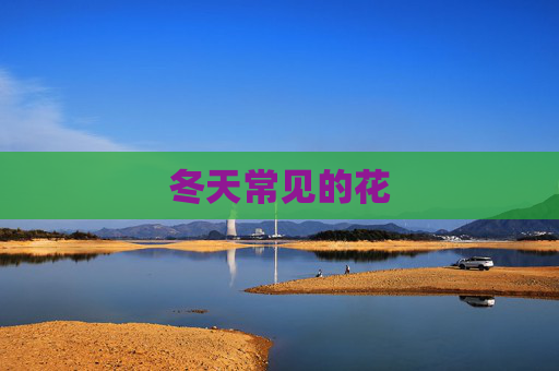 冬天常见的花