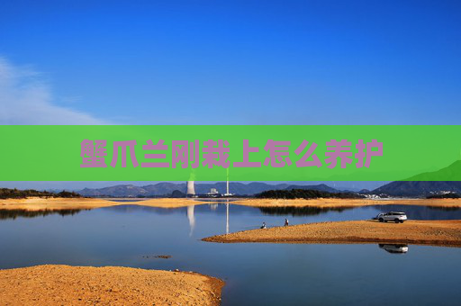蟹爪兰刚栽上怎么养护