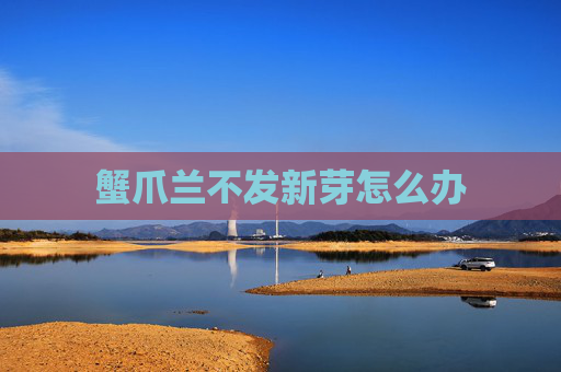 蟹爪兰不发新芽怎么办