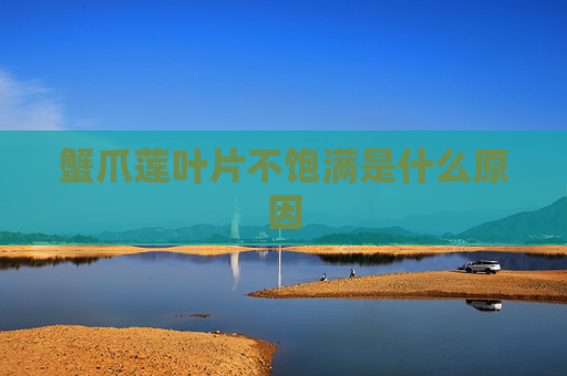 蟹爪莲叶片不饱满是什么原因