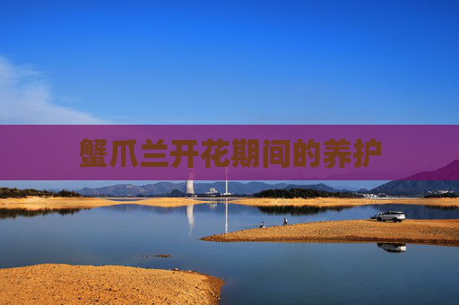 蟹爪兰开花期间的养护