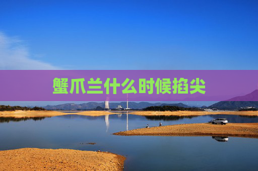 蟹爪兰什么时候掐尖