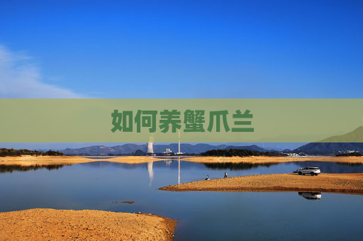 如何养蟹爪兰