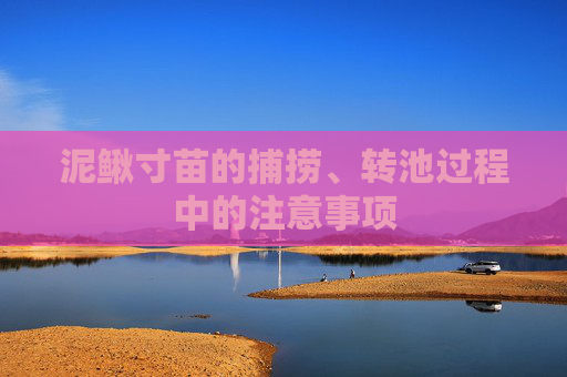 泥鳅寸苗的捕捞、转池过程中的注意事项