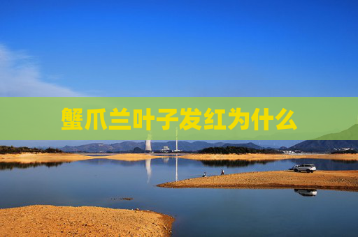 蟹爪兰叶子发红为什么
