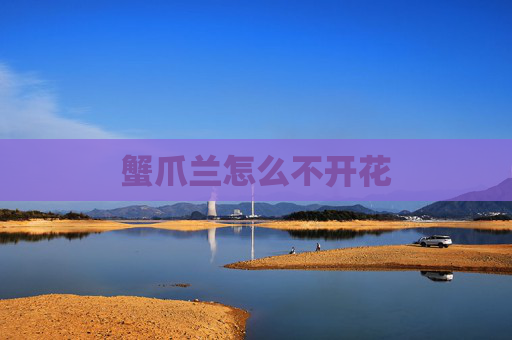 蟹爪兰怎么不开花