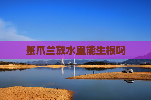 蟹爪兰放水里能生根吗