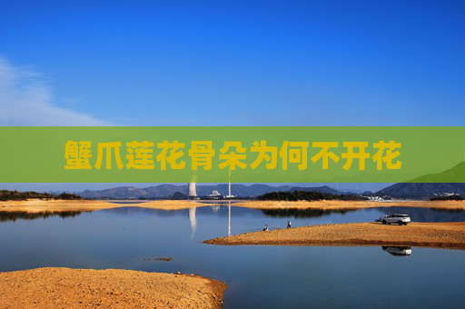 蟹爪莲花骨朵为何不开花